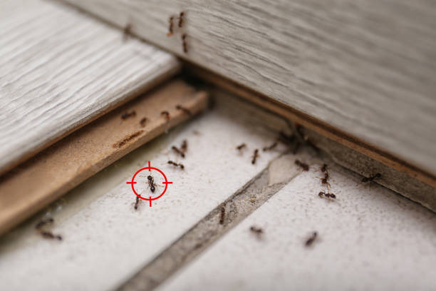 Best Rat Extermination Near Me  in Six Mile, SC