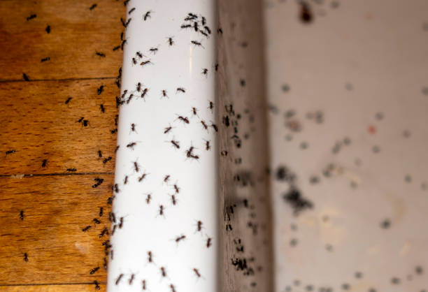 Best Bed Bug Extermination  in Six Mile, SC