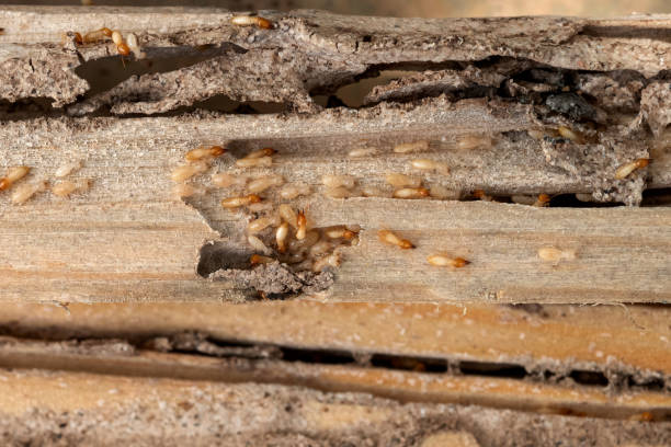 Best Pest Inspection Near Me  in Six Mile, SC